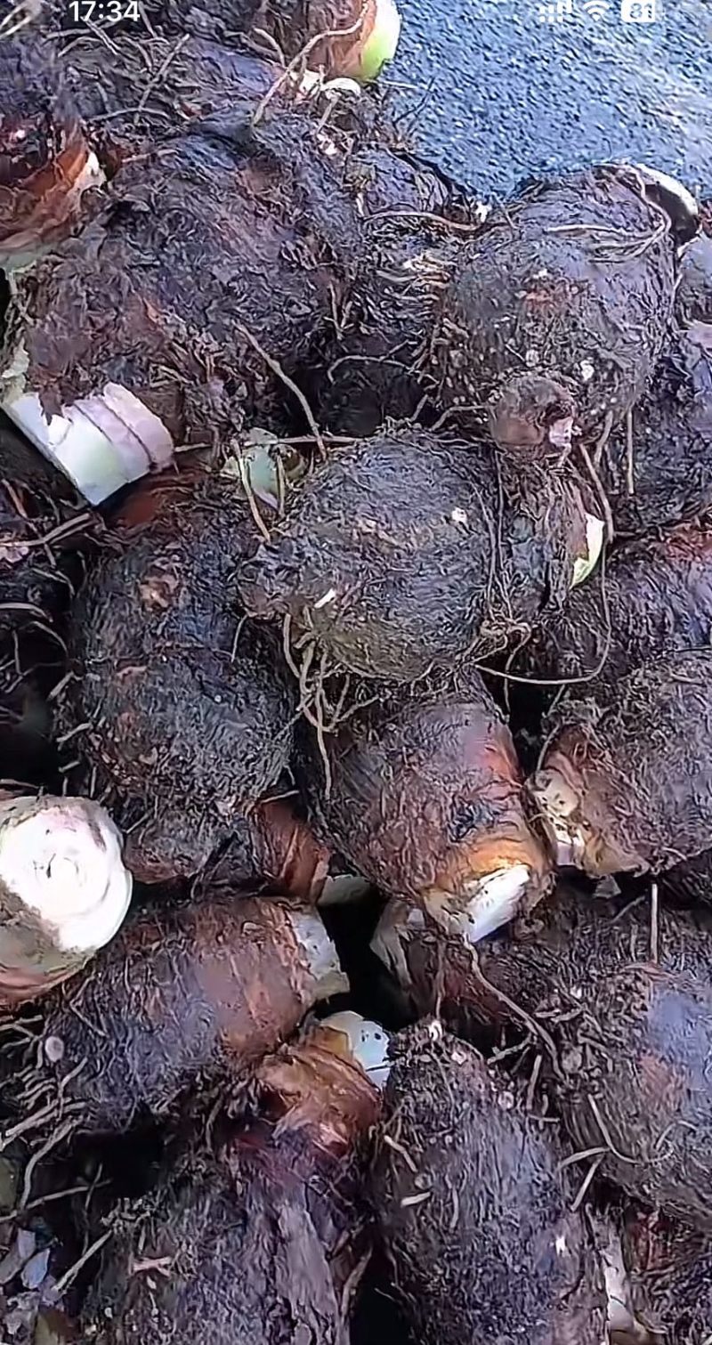 大量供应荔浦芋头种子