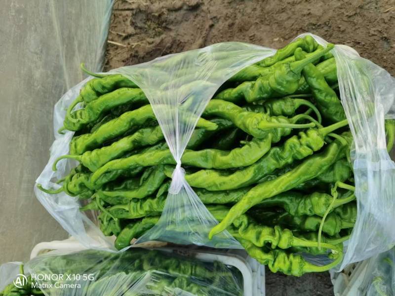 大棚螺丝椒，螺丝椒，莘县暖棚螺丝椒上市了