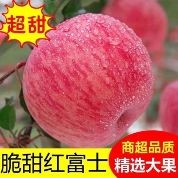 陕西苹果红富士