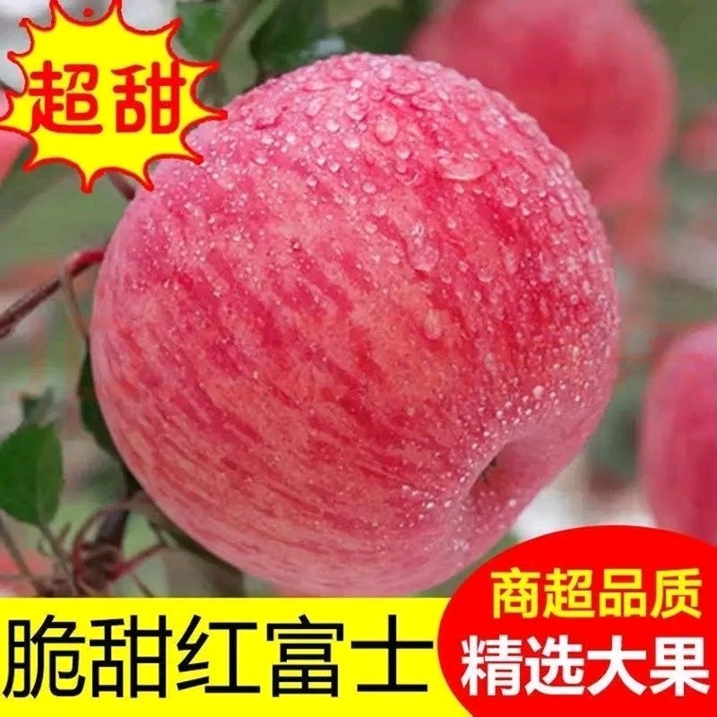 陕西苹果红富士