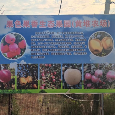 山东菏泽果色果香（黄堆农场）大量供应黄金维纳斯和烟富8