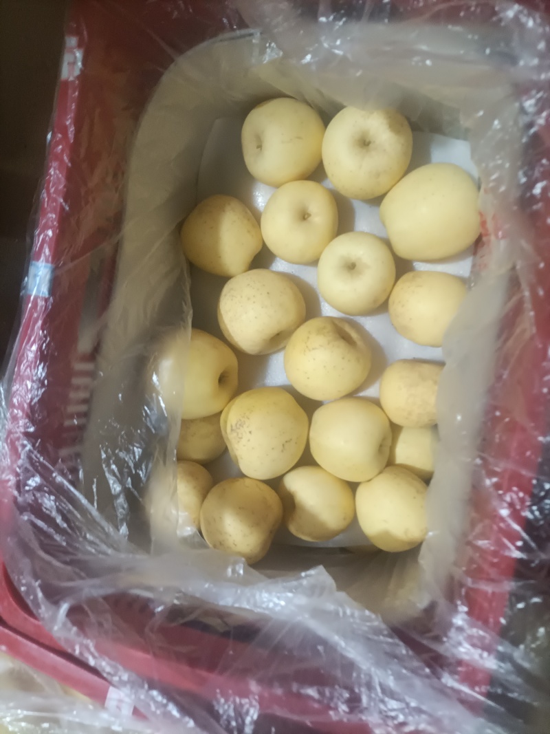 汁水足糖度高的维纳斯黄金果供一件代发社区团购商超