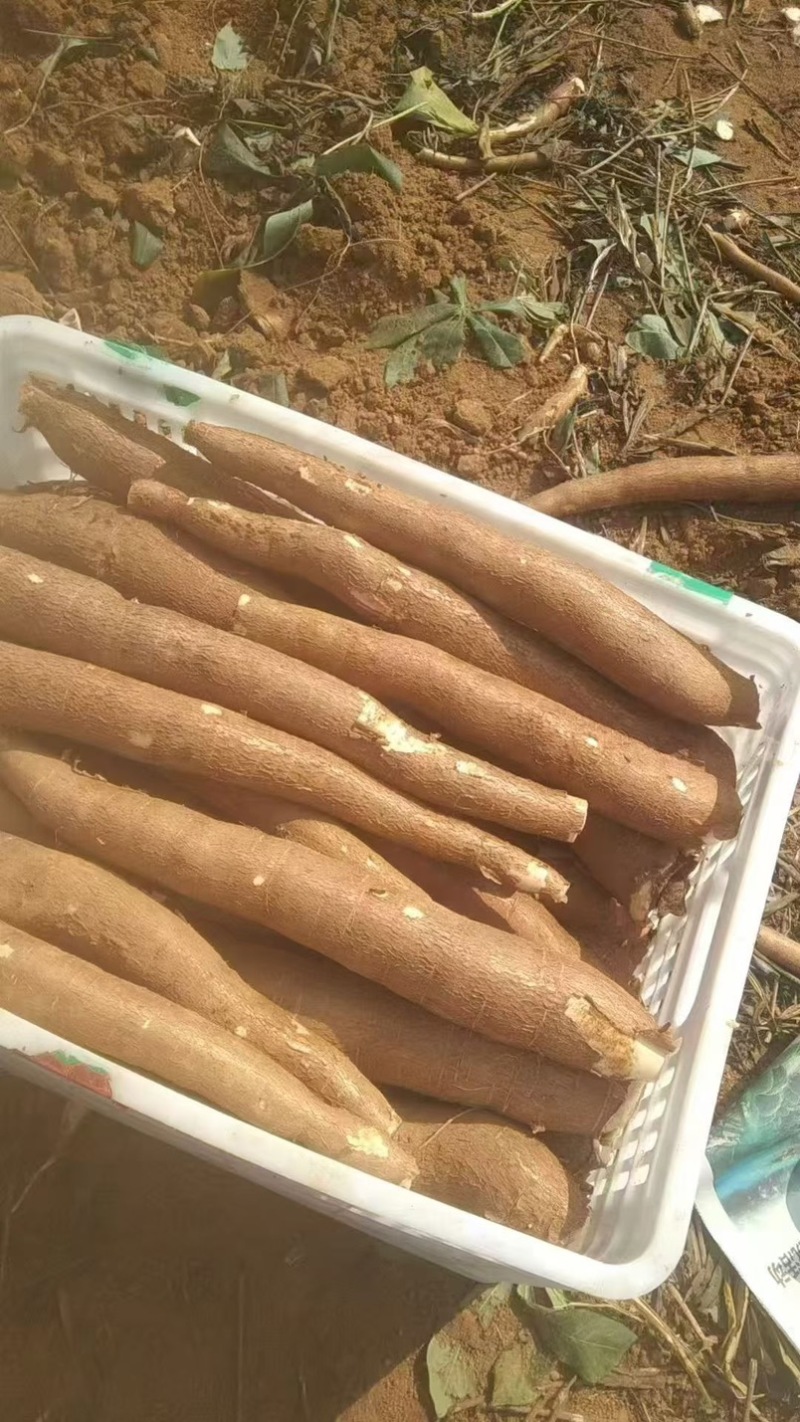 粉糯黄心木薯