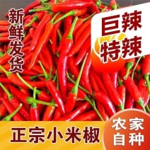精品小米红尖椒今日特价质量好品质有保障适合电超市场需要联