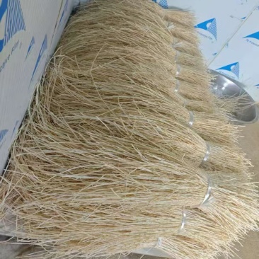 茅根