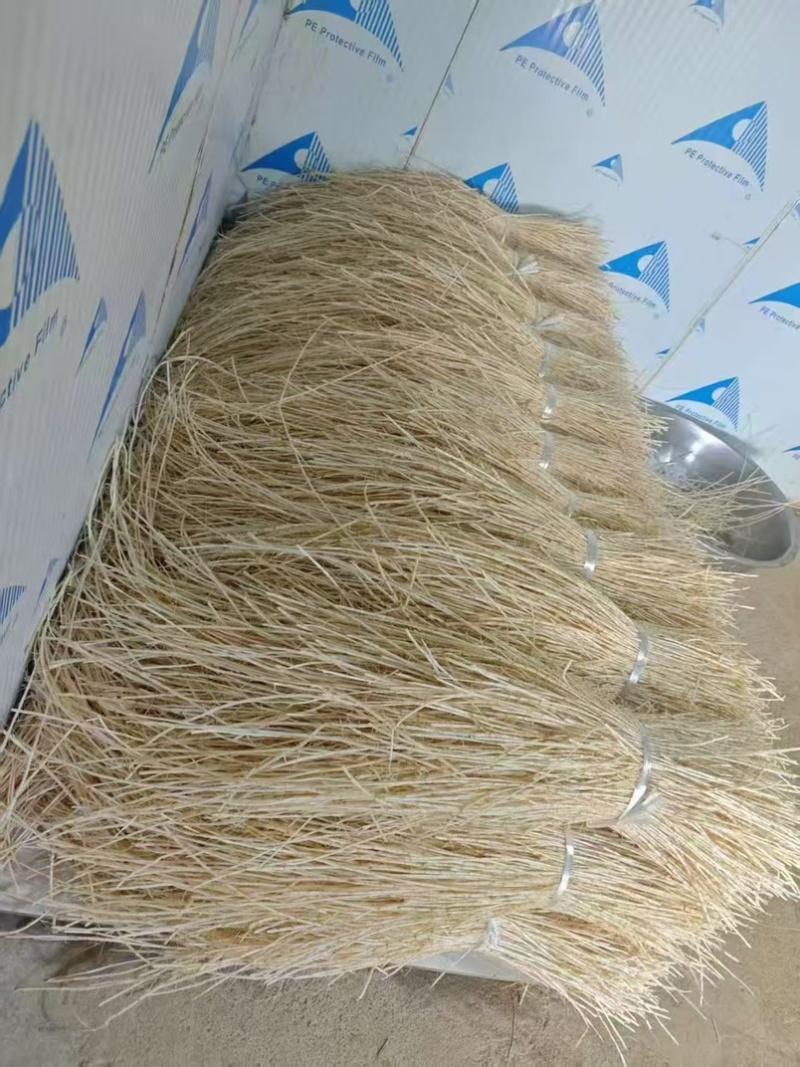 茅根