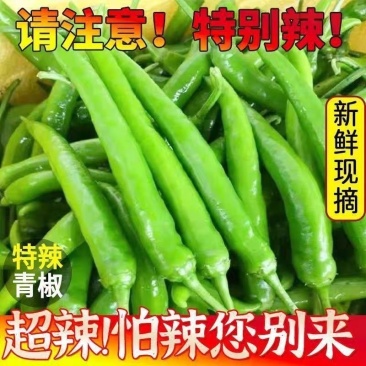 精品杭椒洪金塔今日报价电商超市各大市场直供要的请联系
