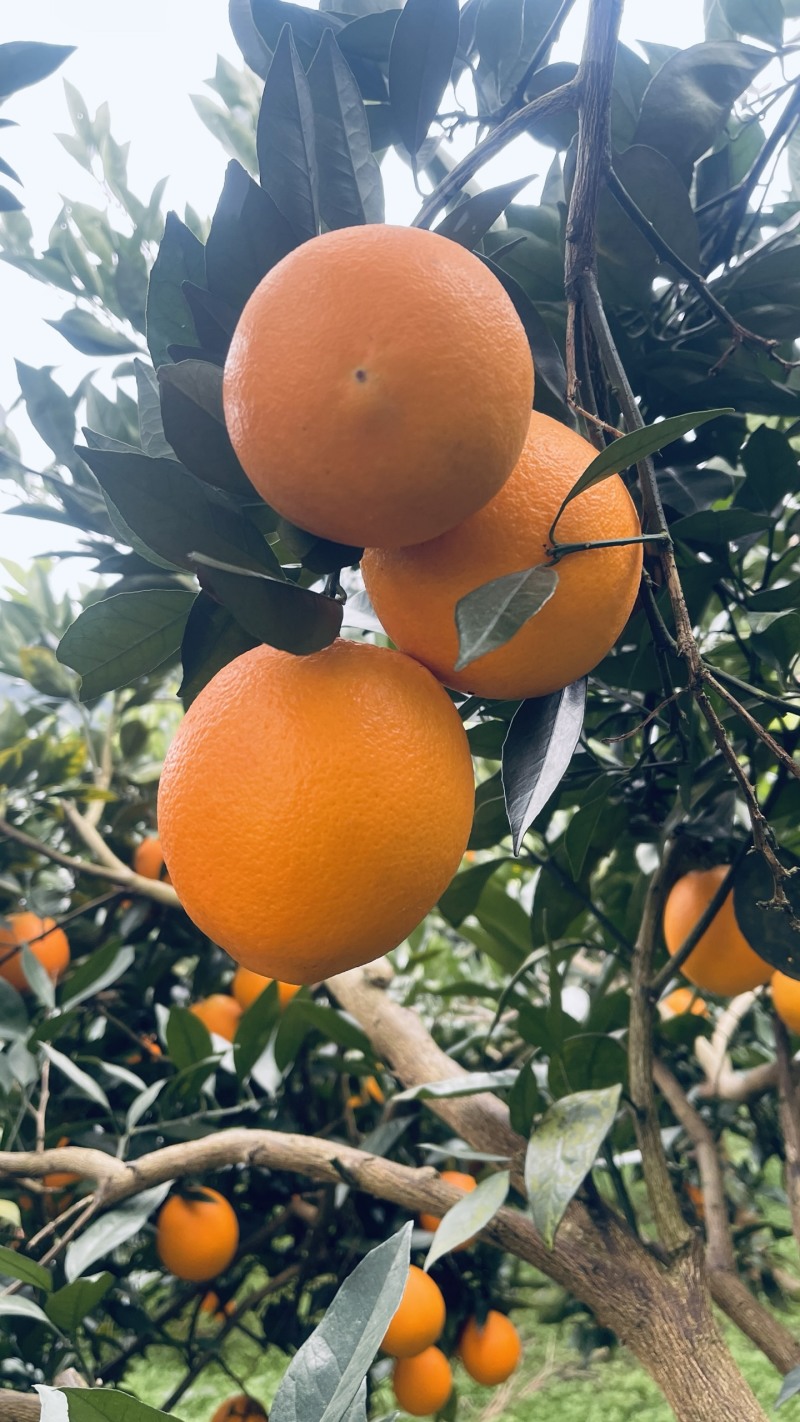 湖南湘西橙子纽荷尔脐橙，颜色火红，口感香甜可口，汁水充足