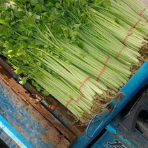 西芹小芹菜新鲜芹菜现采现发价格实惠品质保障运输便利欢迎联