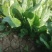 陆地菠菜