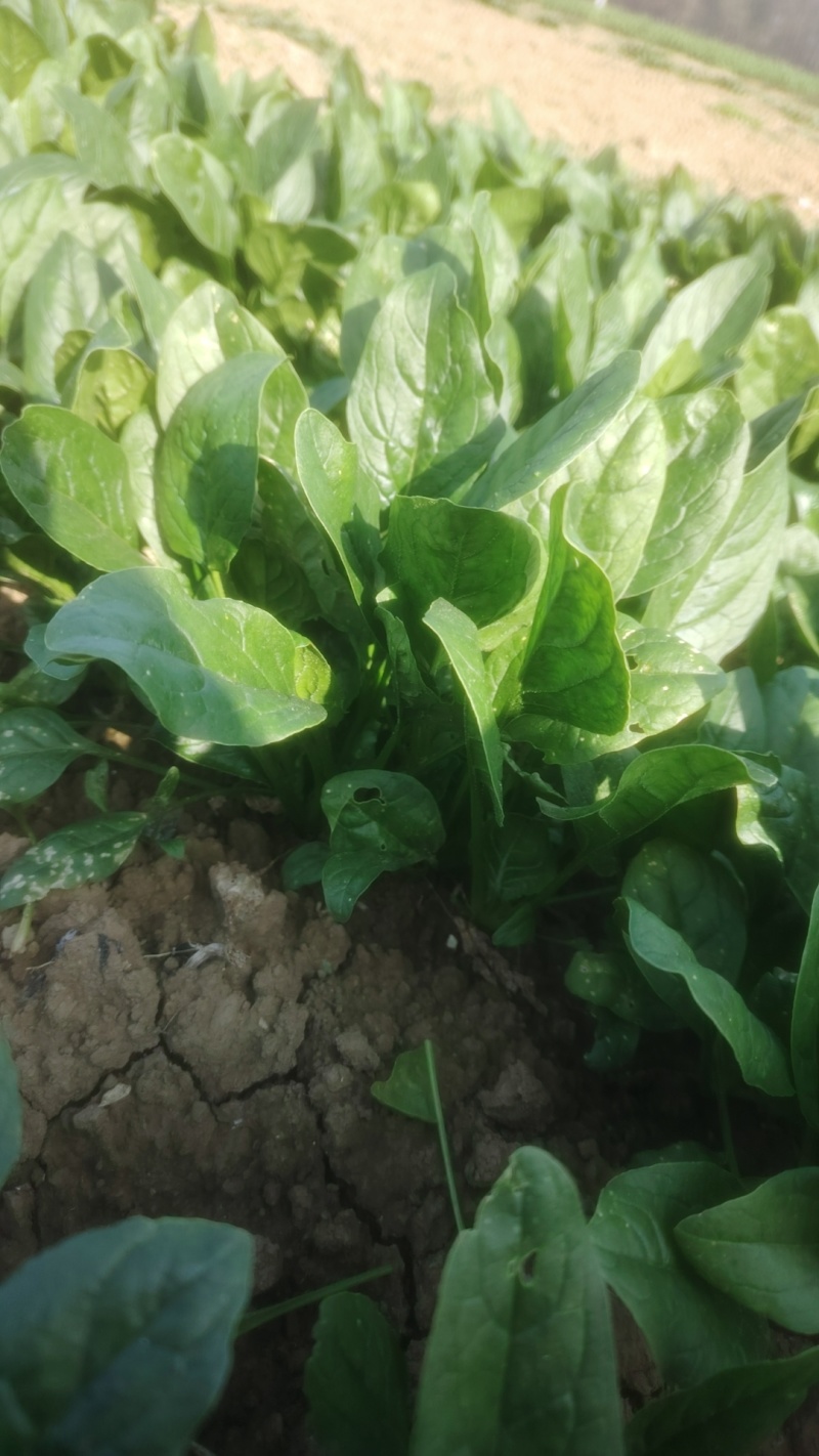 陆地菠菜