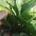陆地菠菜