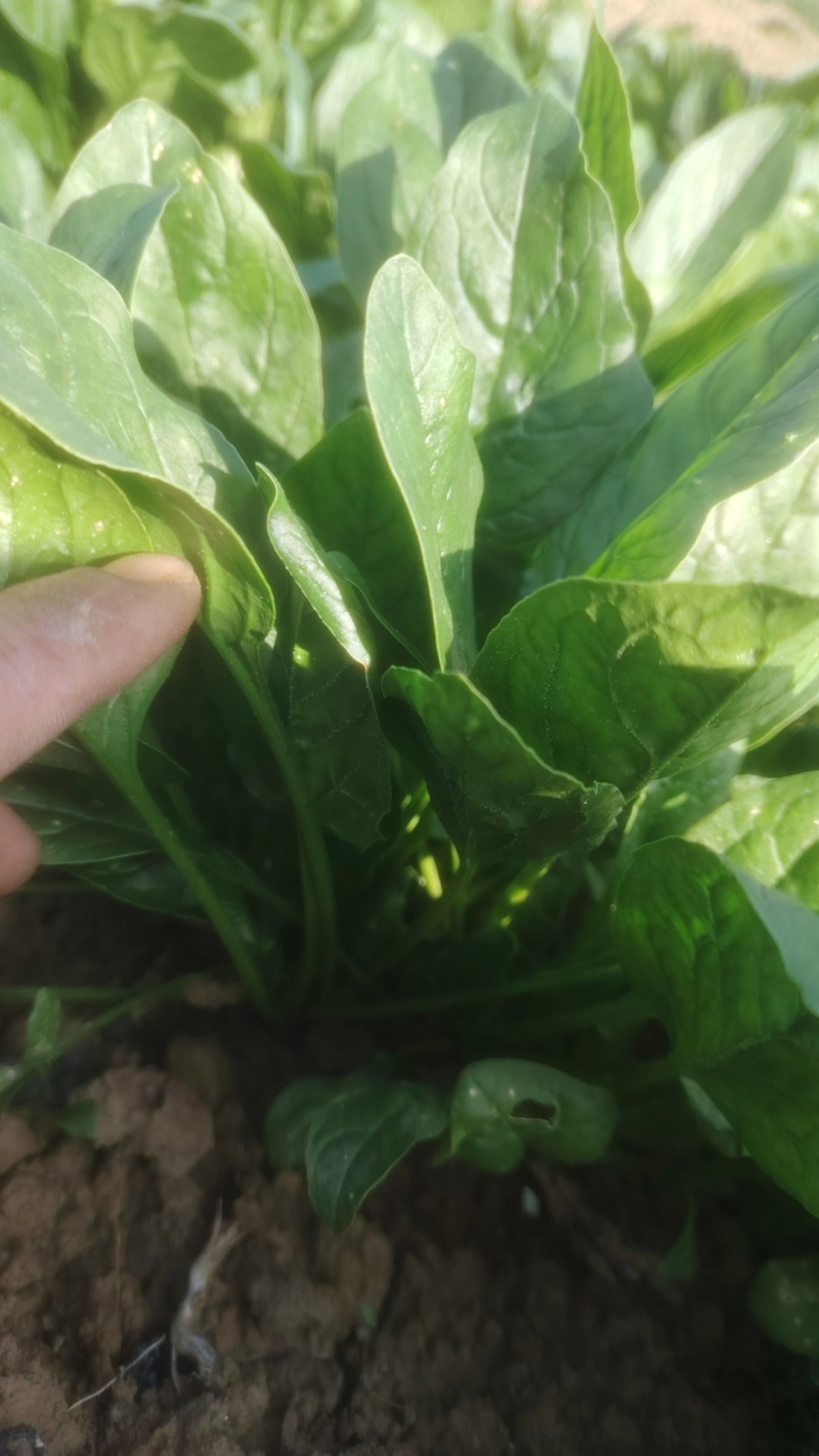 陆地菠菜