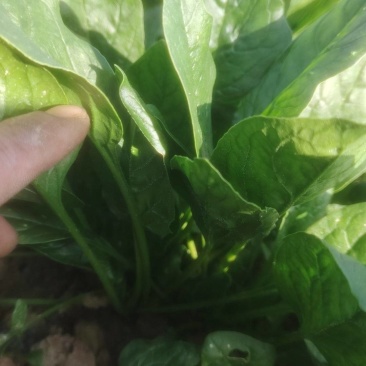 陆地菠菜