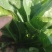 陆地菠菜
