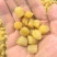 干贝瑶柱干贝肉野生瑶柱干贝干货海鲜元贝扇贝柱江瑶柱特大