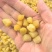 干贝瑶柱干贝肉野生瑶柱干贝干货海鲜元贝扇贝柱江瑶柱特大