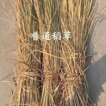 天然新鲜干稻草