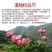 杭白芍真货浙江杭白芍