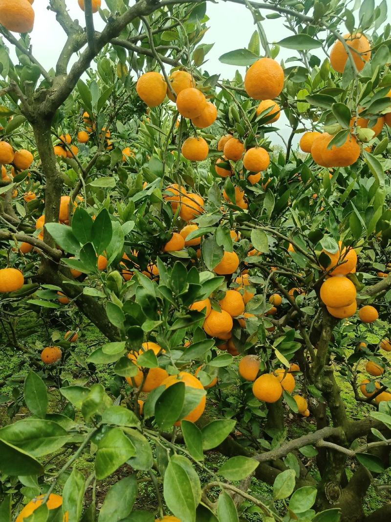 仁寿县蜜橘农户直销