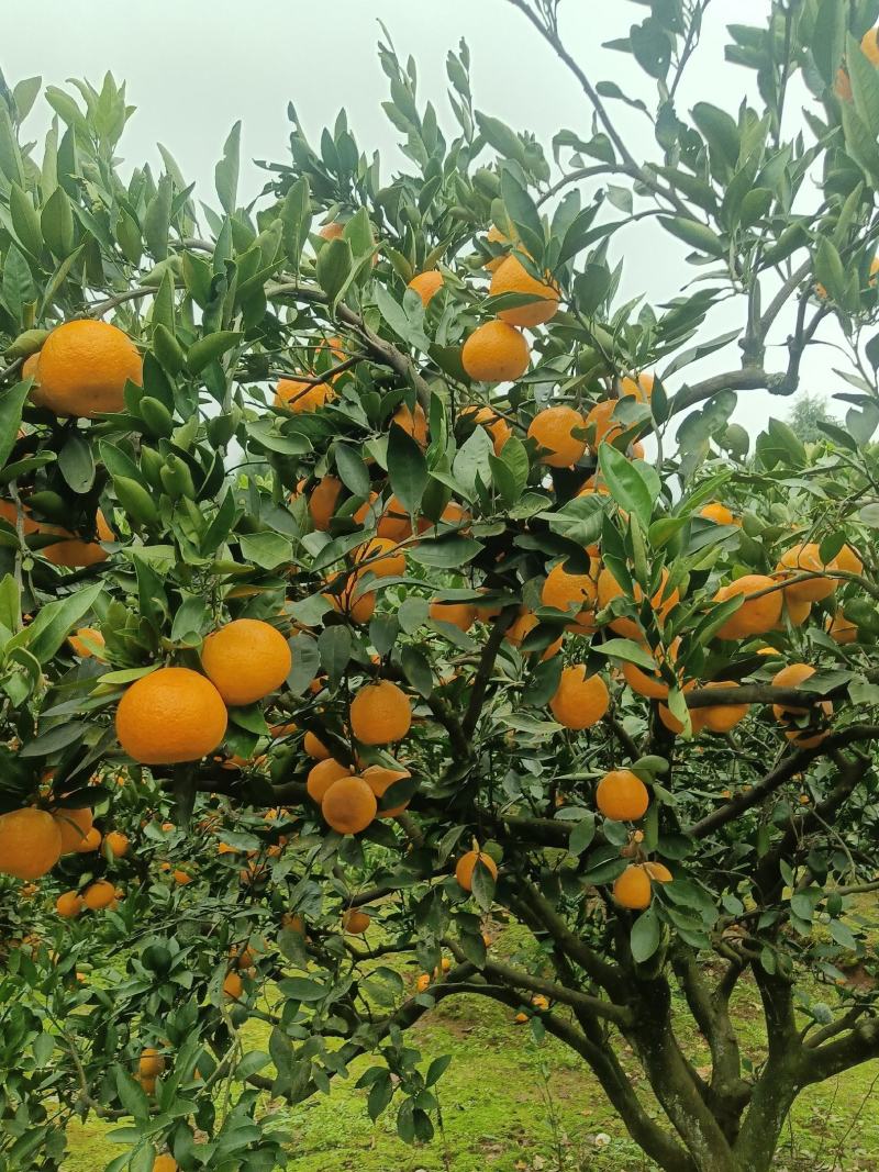 仁寿县蜜橘农户直销