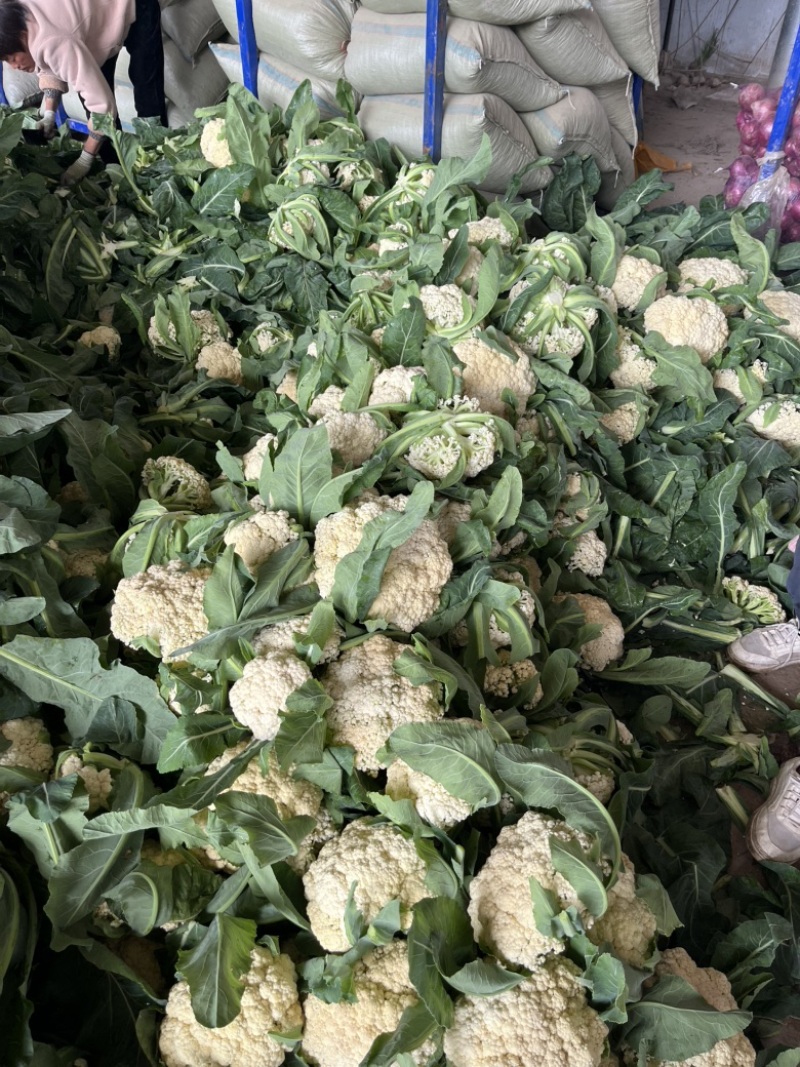 松花菜开封通许花菜花椰菜有机花菜可视频看货青梗白面