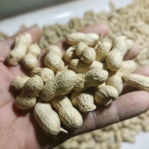 天府3号花生干货带壳