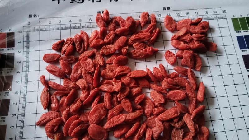 龙骨小颗粒正品货质量保证物美价廉精选货需要联系