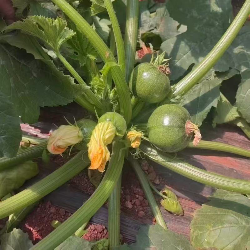金元宝188高档无蔓圆球形西葫芦种子产量高皮色浅光亮圆葫