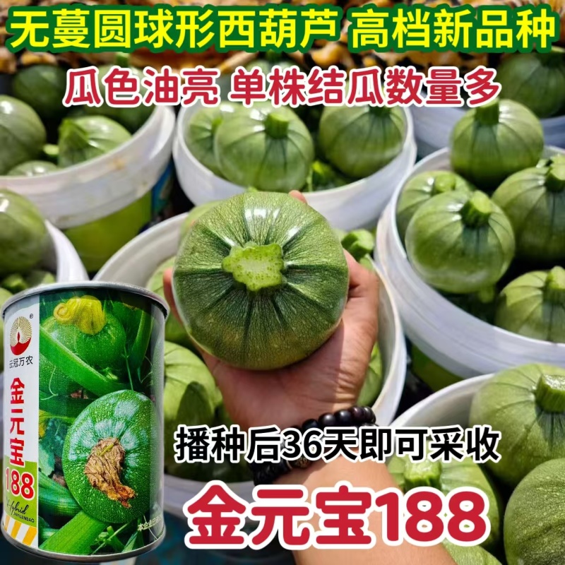 金元宝188高档无蔓圆球形西葫芦种子产量高皮色浅光亮圆葫