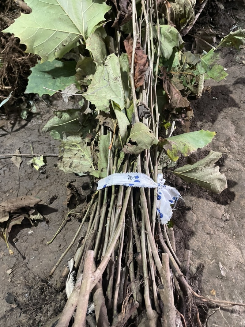 法桐树苗法桐规格齐全基地直销提供发票