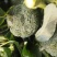 西兰花大量上市，对接市场档口，电商商超，量大从优