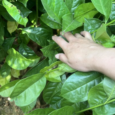 含笑杯苗：奉新县邹家苗圃基地欢迎朋友来电洽谈