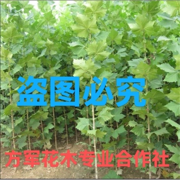 法桐树苗法桐规格齐全基地直销提供发票