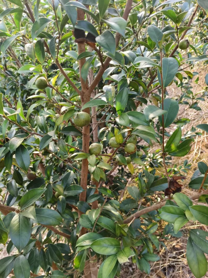 百分之百纯正山茶油产地直发量大从优欢迎来电