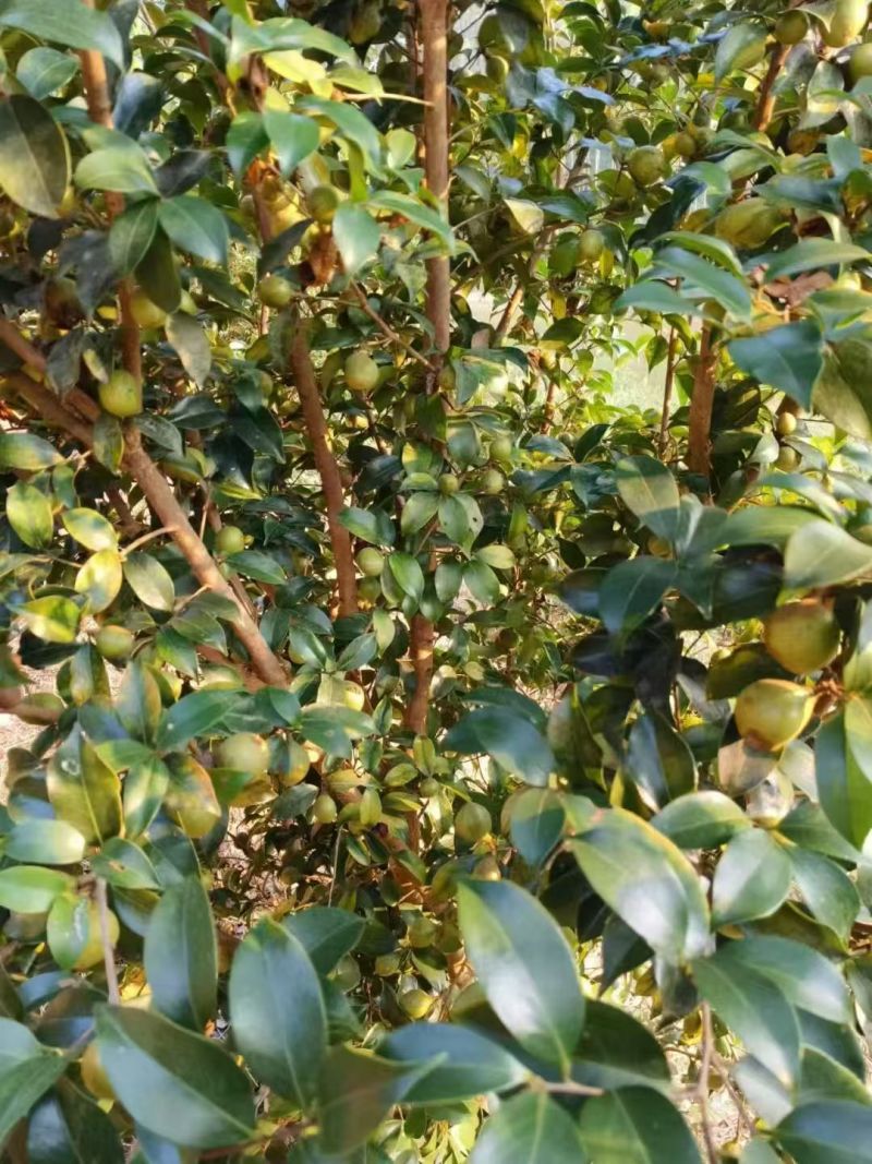 百分之百纯正山茶油产地直发量大从优欢迎来电