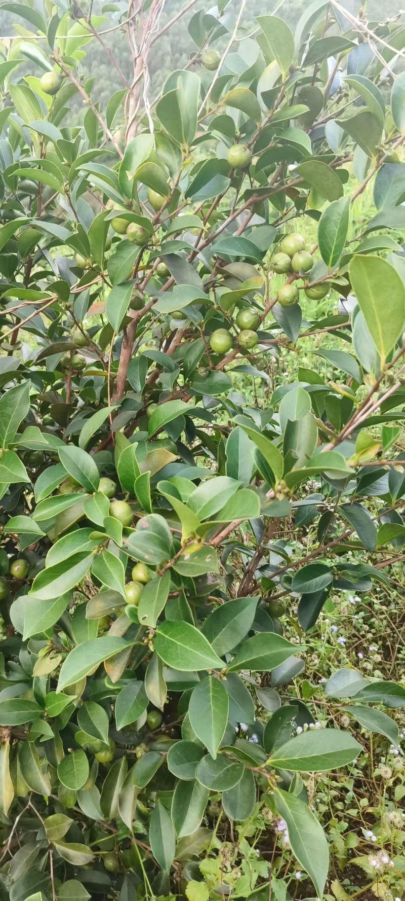 百分之百纯正山茶油产地直发量大从优欢迎来电