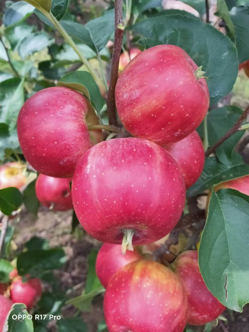 吉林苹果123苹果产地直发货源充足可视频看货