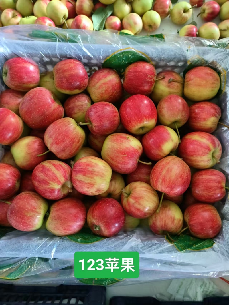 吉林苹果123苹果产地直发货源充足可视频看货