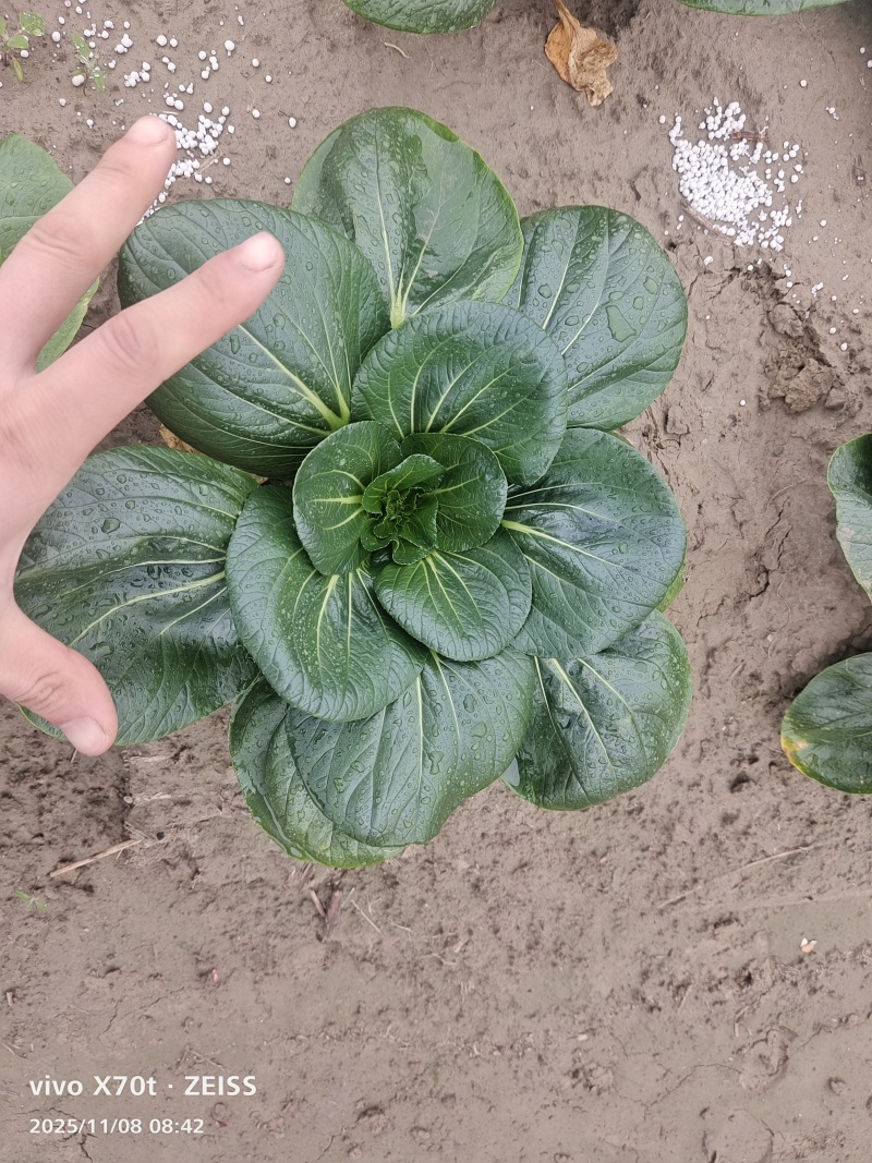 精品黑塔菜