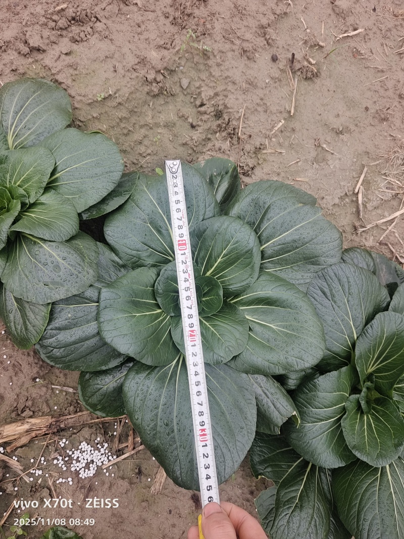精品黑塔菜