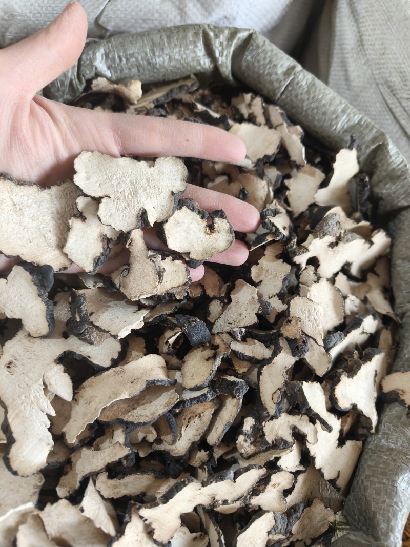 《热销》猪苓（祥泰药材栈）中药材批发零售量多从优