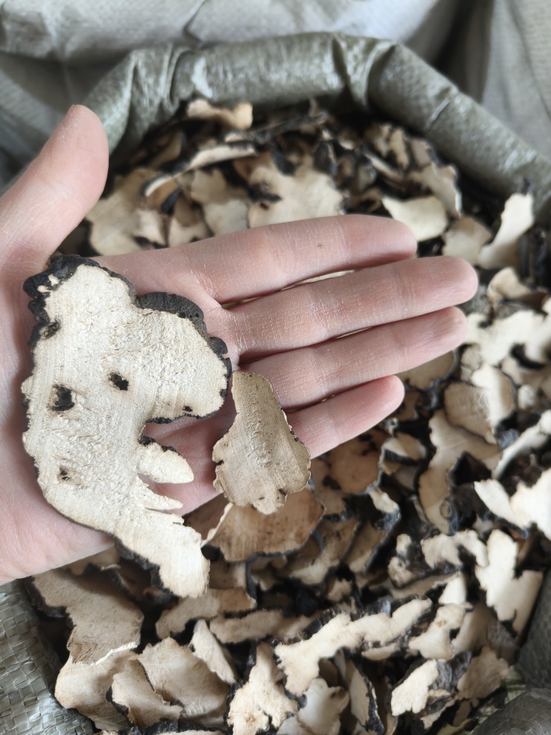 《热销》猪苓（祥泰药材栈）中药材批发零售量多从优
