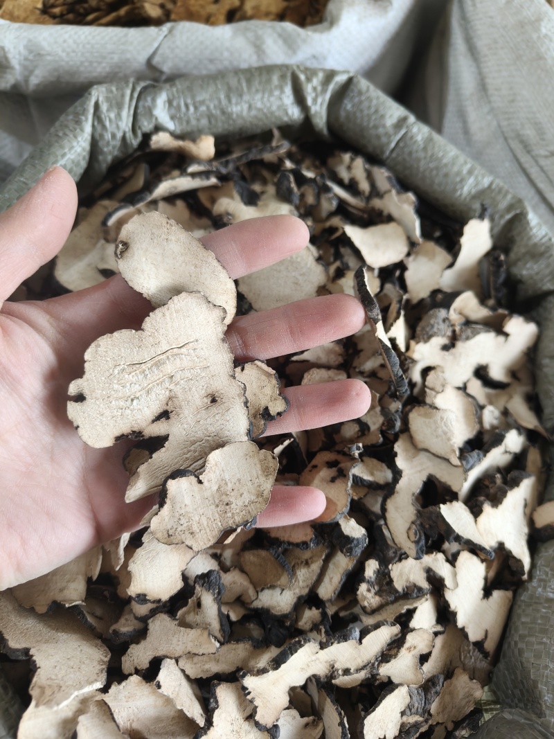 《热销》猪苓（祥泰药材栈）中药材批发零售量多从优