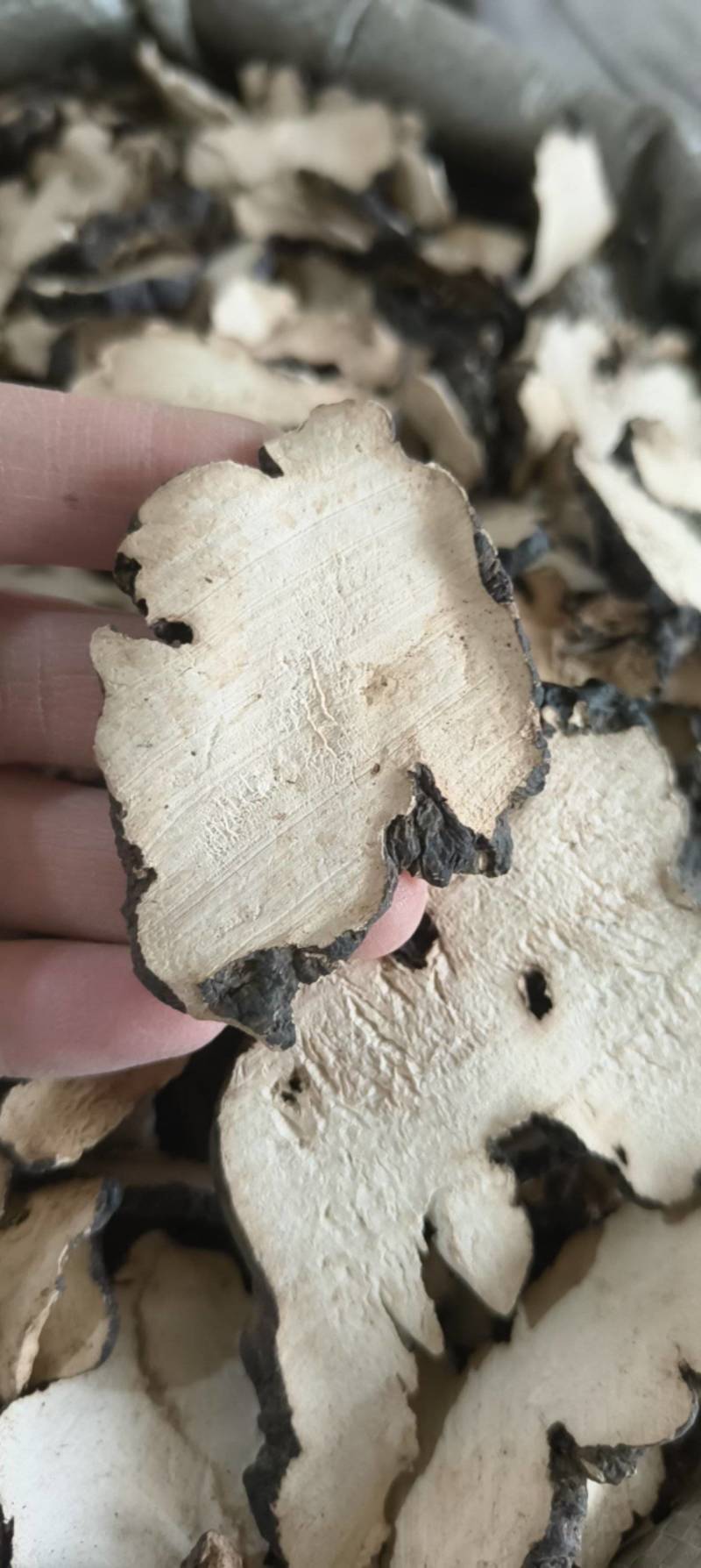 《热销》猪苓（祥泰药材栈）中药材批发零售量多从优