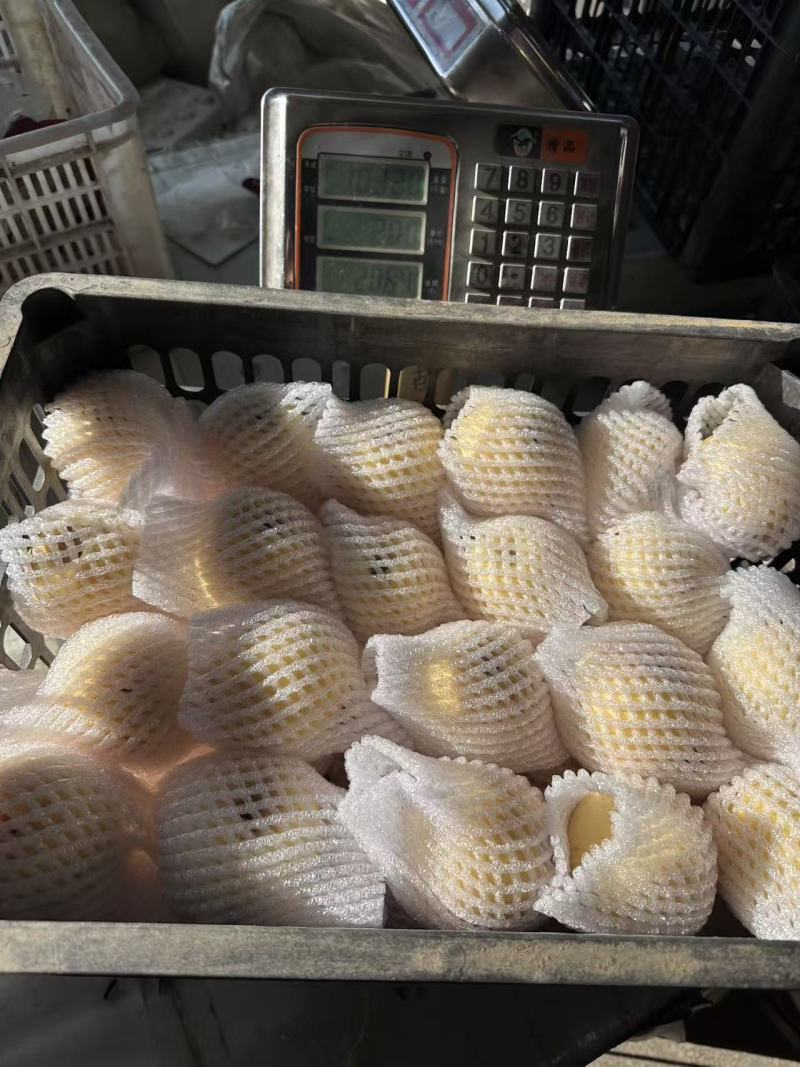 山东烟台黄金维纳斯苹果脆甜可口价格美丽一件代发量大从优