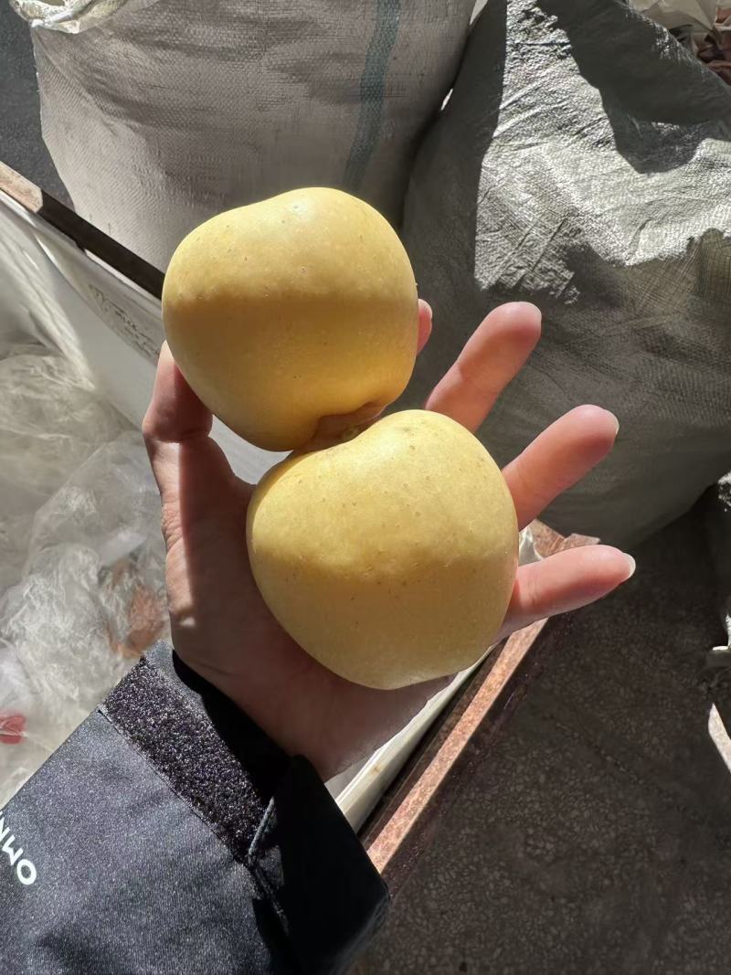 山东烟台黄金维纳斯苹果脆甜可口价格美丽一件代发量大从优