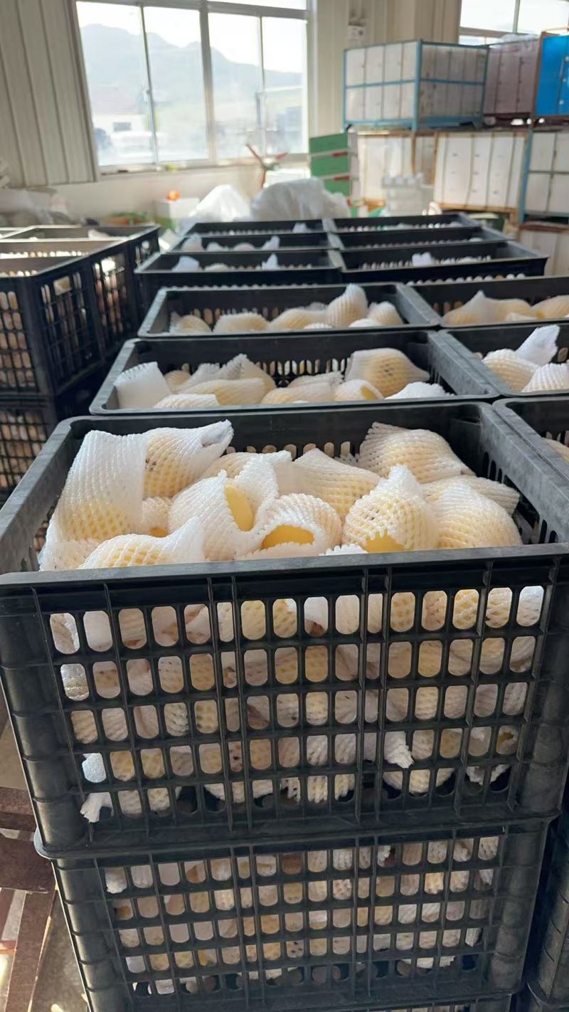 山东烟台黄金维纳斯苹果脆甜可口价格美丽一件代发量大从优
