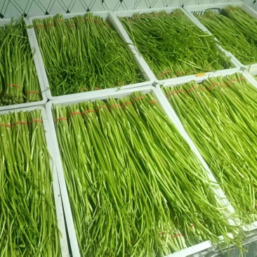 水芹/新鲜水芹大量上市/口感清脆/味道鲜美/对接全国采购