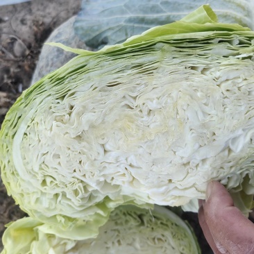 扁包菜宁夏甘蓝产地直发，规格齐全，量大从优，电联价格可谈